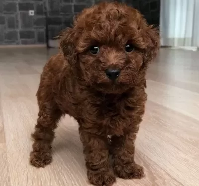 Poodle Safkan Teacup En Küçük Boy Red