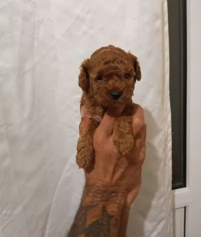Safkan Irk Garqntili Toy Poodle Yavrular