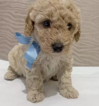 Irk Garantili Safkan Apricot Poodle