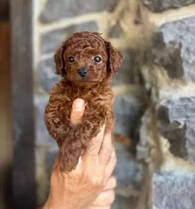 Şirin Mi Şirin Poodle Yavrularımız