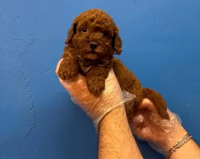 Red Browne Tea Cup Toy Poodle Yavrulari