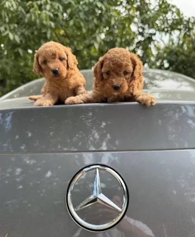 Gerçek Toy Poodle Yavrularimiz