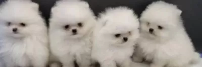 Pomeranian Boo Yavrulari