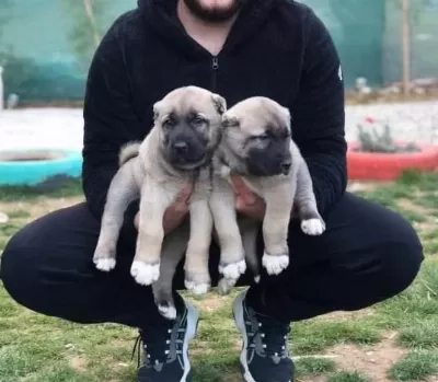 İrk Garantili Sağlam Kangal Yavrulari