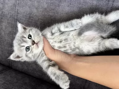 Cins Kedimizin İlanı
