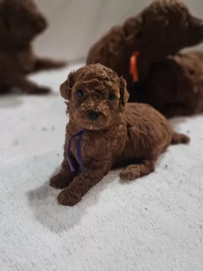 Minik Toy Poodle Yavrularimiz