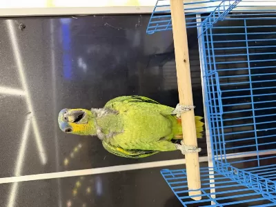 Belgeli Çipli Son Amazon Papağani