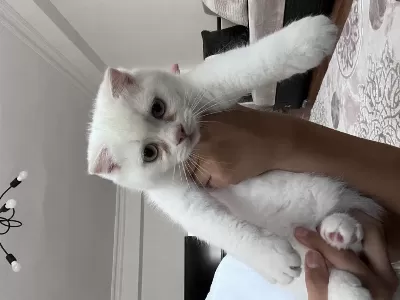 Sağlıklı 3 Aylık Kedilerimiz