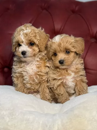 Wc Eğitimli Maltipoo Yavrularımız