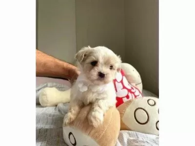 A Kalite Maltipoo Bebeklerimiz