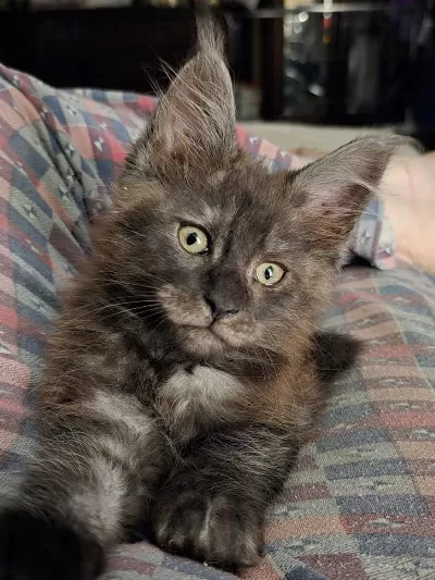 Maine Coon Erkek Wcf Kayıtlı (pet)