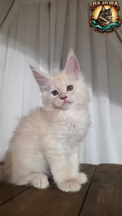 Kusursuz Soy Ağacından Gelen Erkek Maine Coon