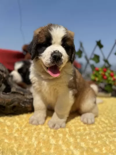 Heybetli Üst Kalite St Bernard Yavrular