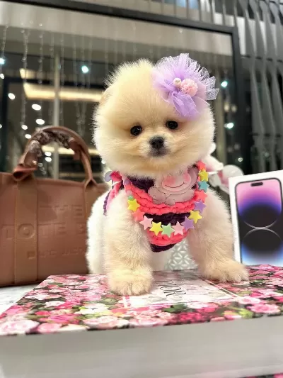 Pomeranian Dişi Köpeğimiz