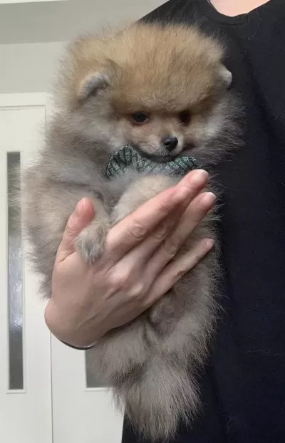 Pomeranian Boo Turuncu Erkek Uygun
