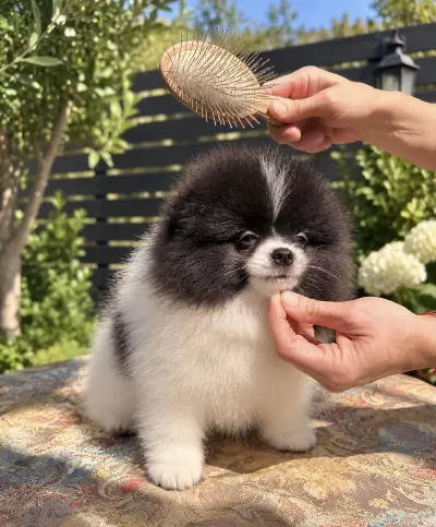 Muhteşem Bicolor Pomeranian Yavrularımız