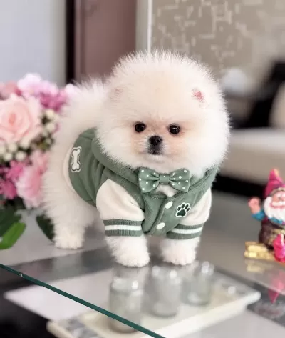 Safkan Ayı Surat Pomeranian Boo