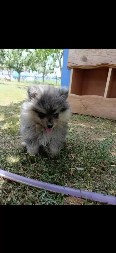 Pomeranian Köpeğimiz