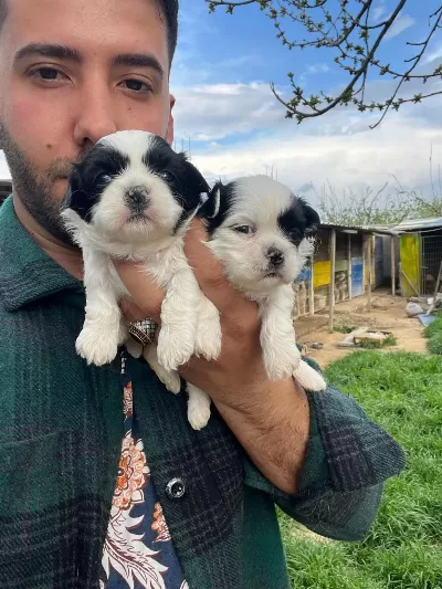 Shih Tzu Bebeklerimiz