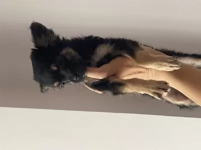 2 Aylık Longhair Chihuahua Yavrumuz
