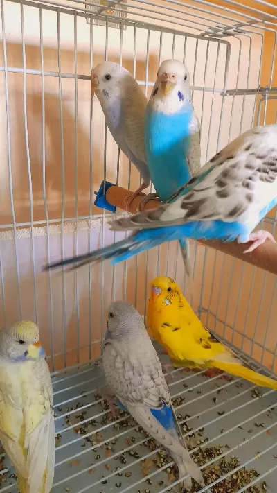 Muhabbet Kuşu Damizlik 2 Adet Dişi Sorunsuz