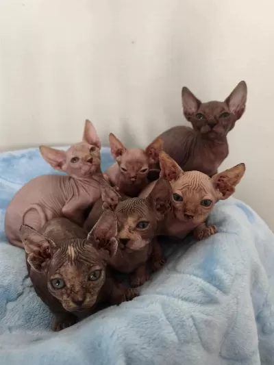 Naked Beauty Sphynx Cattery