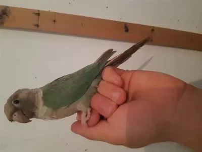 Evcil Konur Papağanı Uysal Bakımlı Yavrum