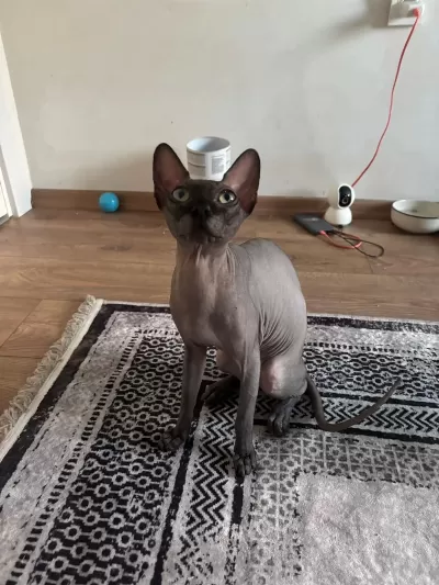 Sağlıklı Kısır Erkek Sfenks