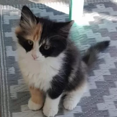 3 Güzel Yavru Kedimiz Yeni Ailesini Arıyor