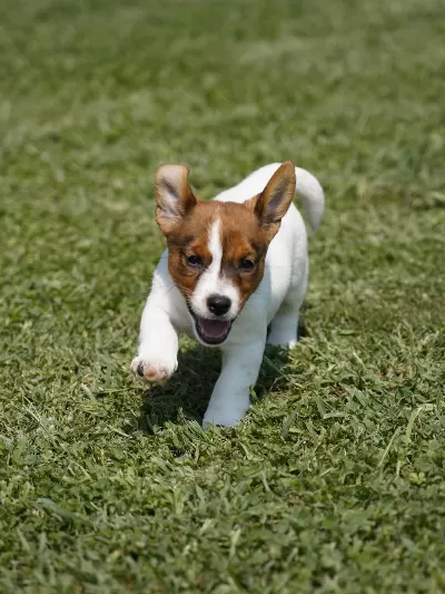 Fci-kif Şecereli Safkan Dişi Jack Russell Yavrularımız