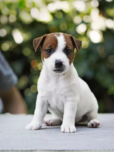 Dereceli Anne Ve Babadan Fci Kif Şecereli Köpekler