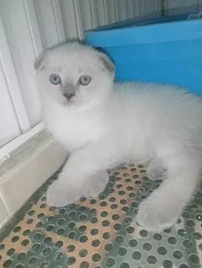 Mavi Gözlü Blue Point Yavrular