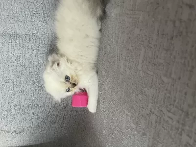 Minik Erkek Scottish Fold Oğlum