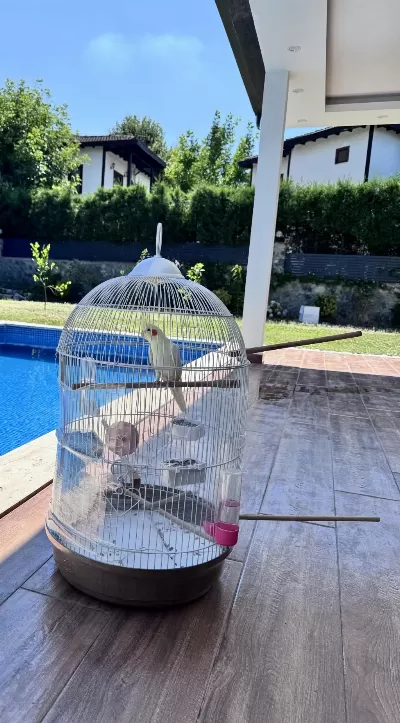 Kafes Ve Bütün Aksesuarları İle Verilecek Altı Aylık Sultan