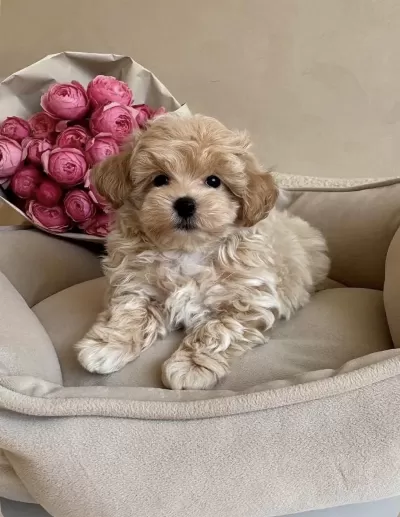 Yeni Gelen Original Teacup Maltipoo Yavrularimiz