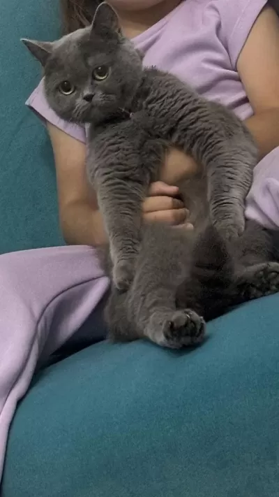 6 Aylık British Shorthair