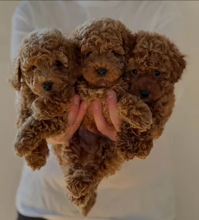 Toy Poodle Yavrular | Sağlik Kontrollü & Pasaportlu