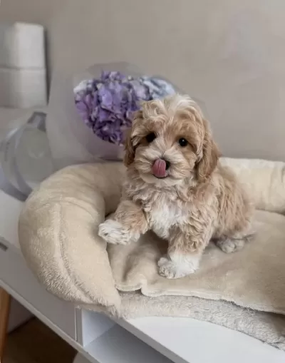 Original Kore Teacup Maltipoo Yavrumuz