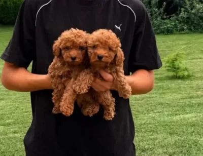 Toy Poodle Yavrular Aile Ortaminda Büyüyen