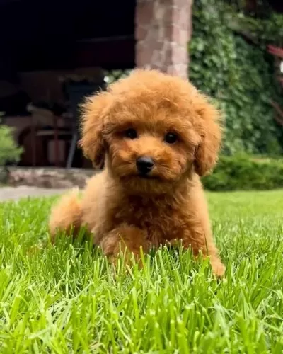 Dünya Tatlisi Poodle Yavrulari