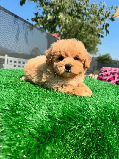 Dünya Tatlisi Maltipoo Yavrulari