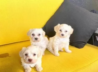 Ev Doğumu Maltipoo Yavrularımız