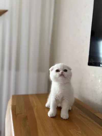 Scottish Fold Beyaz Yavrularim