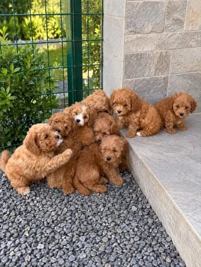 Sağlıklı Kore Kan Maltipoo