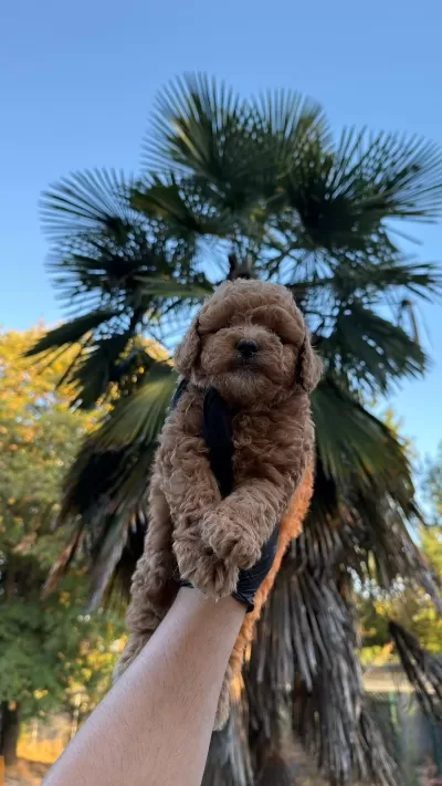 Sağlıklı Kore Kan Maltipoo