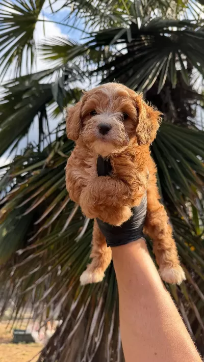 Sağlıklı Kore Kan Maltipoo