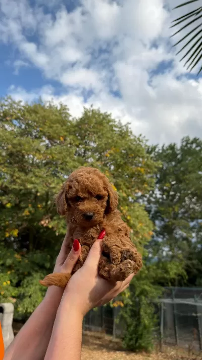 Harika Kore Kan Toypoodle