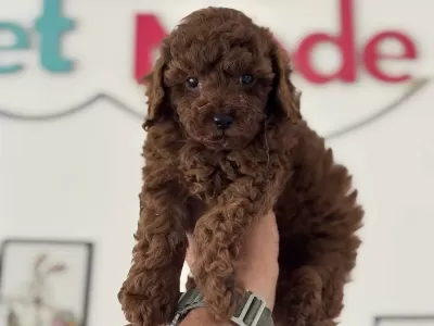 Redbrown Toy Poodle Yavrularımız Ziyarete Açık