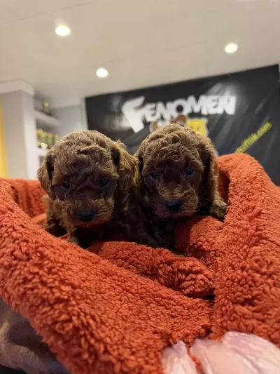 Exlusive Ret Brown Toy Poodle Yavrular Wc Eğitimli Ankara