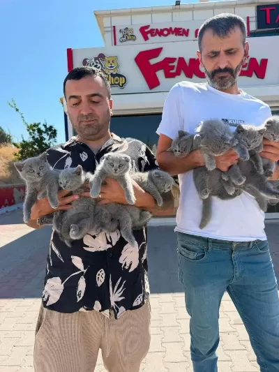 Scottısh Yavrular Brıtısh Yavrular Ankara